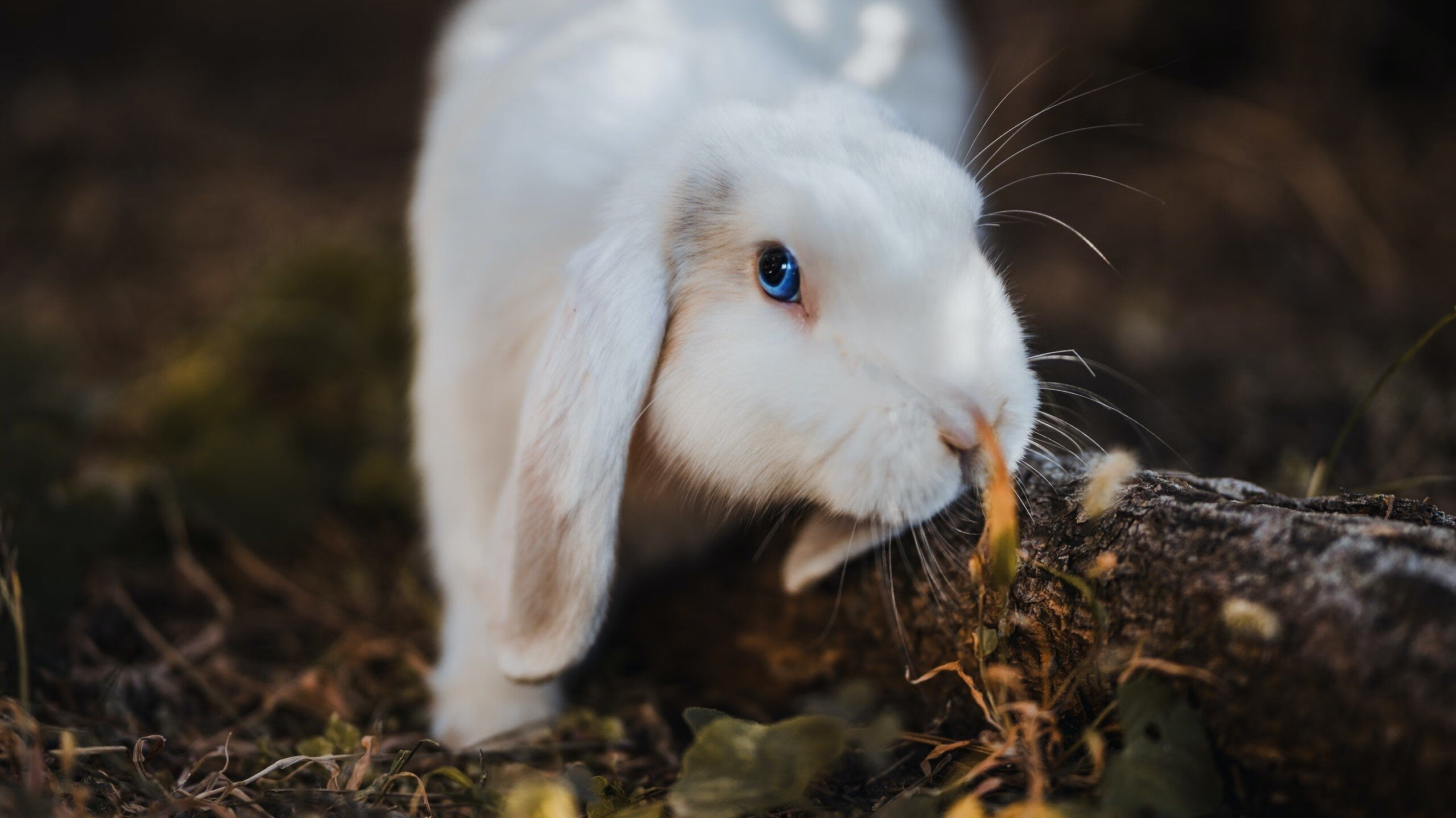 新王当立,莱比锡红牛哲学冲垮旧秩序,卢卡库在美加墨世界杯接管未来